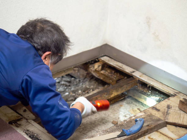 Professional Mold Removal in Conway Springs, KS