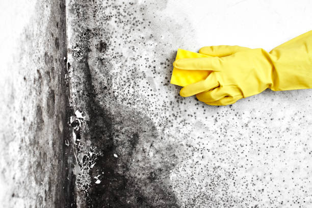 Best Office Mold Removal Services  in Conway Springs, KS