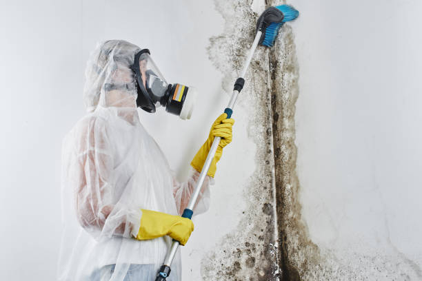 Mold Removal and Inspection in Conway Springs, KS