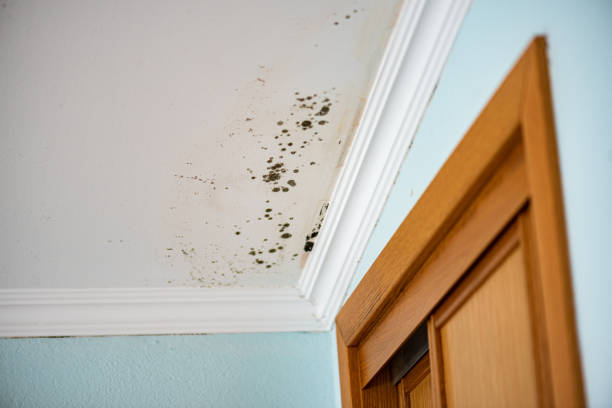 Best Crawl Space Mold Removal  in Conway Springs, KS