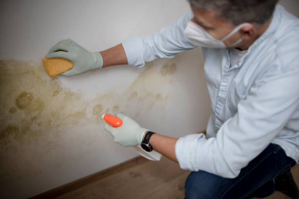 Best Residential Mold Removal  in Conway Springs, KS