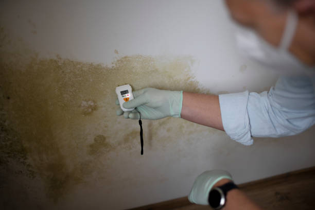 Best Home Mold Removal  in Conway Springs, KS