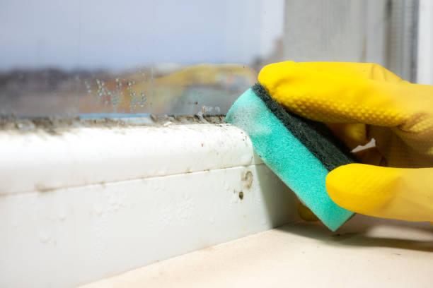 Best Affordable Mold Removal  in Conway Springs, KS