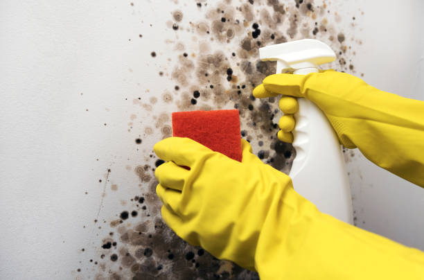 Office Mold Removal Services in Conway Springs, KS