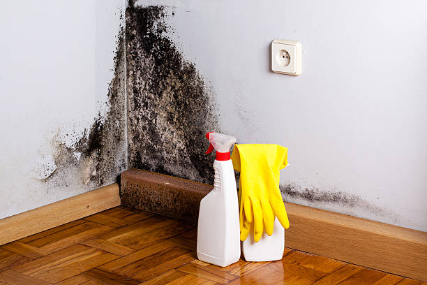 Mold Removal Process in Conway Springs, KS