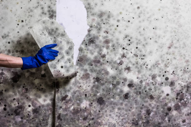 Home Mold Removal in Conway Springs, KS